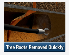 Tree Root Intrusions Mosman